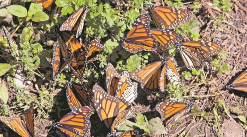 Tala ilegal está acabando con los santuarios de la mariposa Monarca